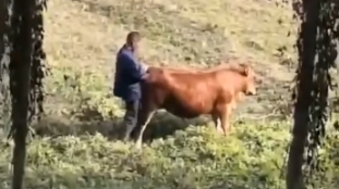 Homem flagrado transando com uma vaca