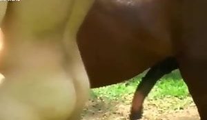 Xvideos gay novinho dando cu pro cavalo