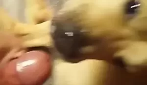 cachorro caramelo com um pau dentro da boca