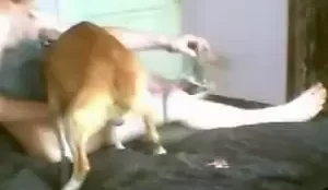 Cachorro metendo na rola até não aguentar gozar