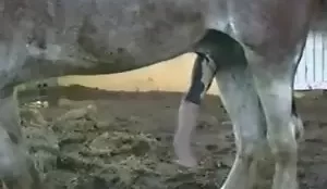 Cavalo de pau duro dentro da fazenda sendo filmado