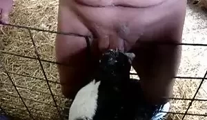 Homem colocando animal para mamar sua rola