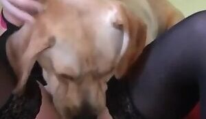 Cachorro lambendo buceta com poucos cabelos