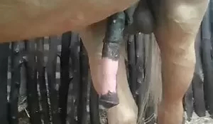 Cavalo de pau duro querendo arrombar uma buceta