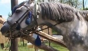 Cavalo dentro da fazenda mostrando uma rola enorme