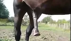 Cavalo preto mostrando sua rola bem grande