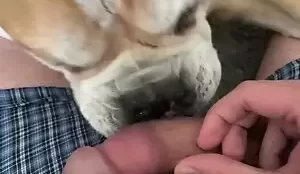 Cachorro pequena aprendendo lamber pau duro