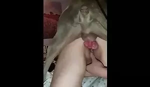 Cachorro socando até as bolas em video de sexo