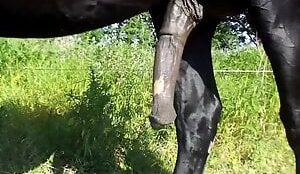 Cavalo andando na fazenda com seu pau enorme