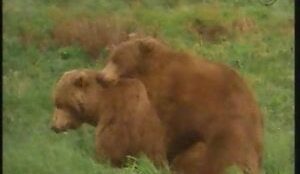 Dois animais no meio do campo fazendo sexo