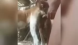 Marido sozinho em casa comendo cadela da vizinha