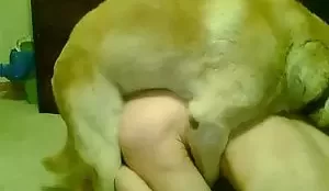 Xvideo de golden enfiando a rola na branquinha