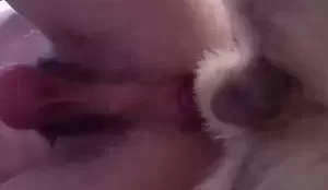Zoofilia cadela em video levando muitas pirocadas