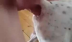 Homem fazendo video amador enfiando pão na cadela